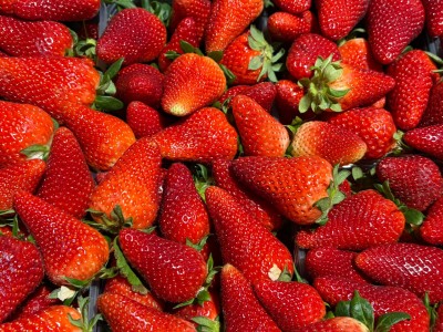 Foto Fragole Origine Italia Marchio Maglione 2