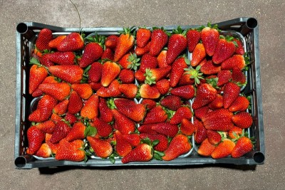 Foto Fragole Origine Italia Marchio Maglione 3