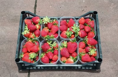 Foto Fragole Origine Italia Marchio Andreozzi        1