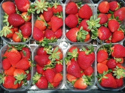 Foto Fragole Origine Italia Marchio Andreozzi  2