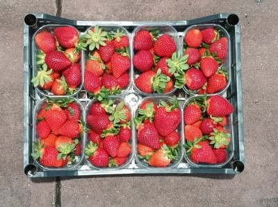 Foto Fragole Origine Italia Marchio Andreozzi  3