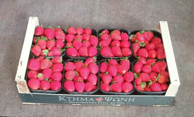 Foto Fragole Varietà Victori Origine Grecia Marchio Greek Premium  1