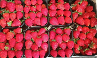 Foto Fragole Varietà Victori Origine Grecia Marchio Greek Premium  2