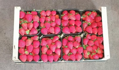 Foto Fragole Varietà Victori Origine Grecia Marchio Greek Premium  3
