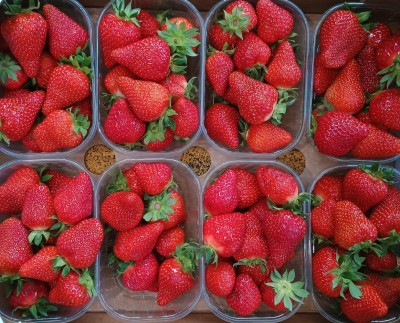 Foto Fragole Confezione Da 8 Vaschette Da 125 gr Origine Italia Marchio Sant'Orsola  2