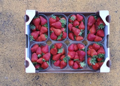 Foto Fragole Confezione Da 8 Vaschette Da 125 gr Origine Italia Marchio Sant'Orsola  3