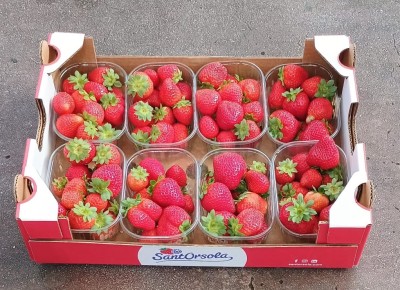 Foto Fragole Origine Italia Marchio Sant'Orsola  1