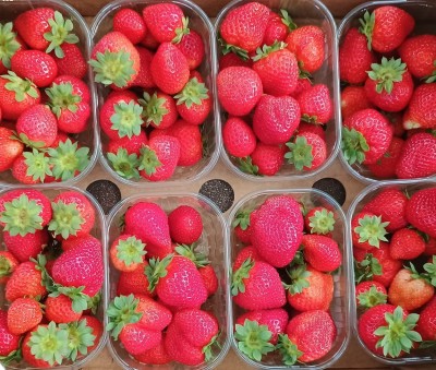 Foto Fragole Origine Italia Marchio Sant'Orsola  2