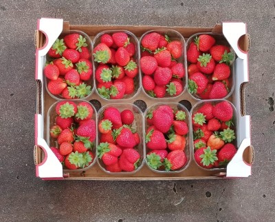 Foto Fragole Origine Italia Marchio Sant'Orsola  3