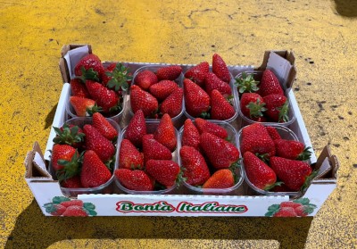 Foto Fragole Varietà Fortuna Origine Italia Marchio Bontà Italiane 1