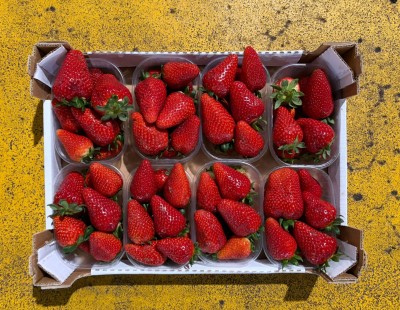 Foto Fragole Varietà Fortuna Origine Italia Marchio Bontà Italiane 3