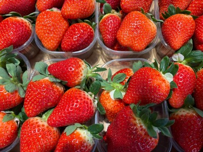 Foto Fragole Varietà Arwen Origine Italia Marchio La Fragola  2