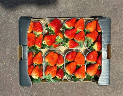 Foto Fragole Varietà Arwen Origine Italia Marchio La Fragola  3