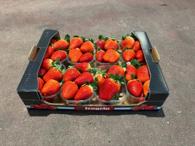 Foto Fragole Varietà Losanna Origine Italia Marchio La Fragola       1