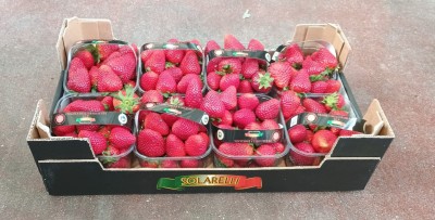 Foto Fragole Origine Itala Marchio Solarelli  1