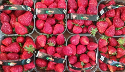 Foto Fragole Origine Itala Marchio Solarelli  2