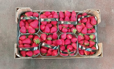 Foto Fragole Origine Itala Marchio Solarelli  3