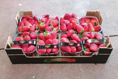 Foto Fragole Origine Italia Marchio Solarelli  1