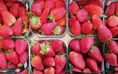 Foto Fragole Origine Italia Marchio Solarelli  2