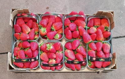 Foto Fragole Origine Italia Marchio Solarelli  3