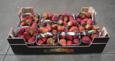 Foto Fragole Varietà Rosetta Origine Italia Marchio Solarelli            1