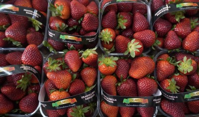 Foto Fragole Varietà Rosetta Origine Italia Marchio Solarelli            2