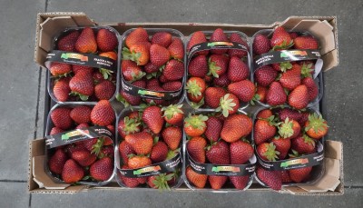 Foto Fragole Varietà Rosetta Origine Italia Marchio Solarelli            3