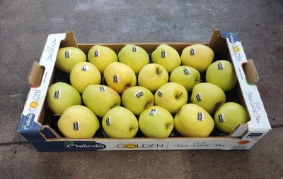 Foto Golden Melinda Padella  Calibro 75/80 Origine Italia Marchio Melinda 1