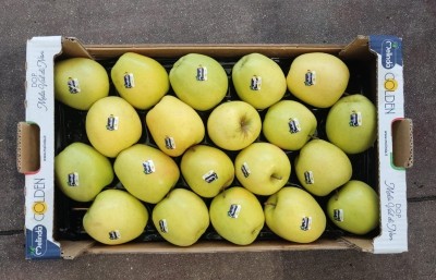 Foto Golden Melinda Padella  Calibro 75/80 Origine Italia Marchio Melinda 3