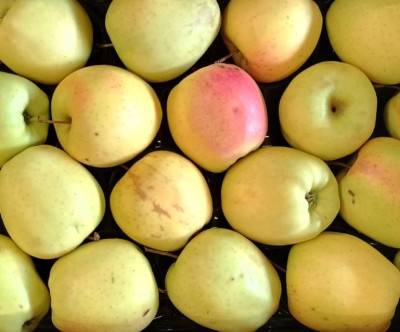 Foto Mele Golden Calibro 75/80 Origine Italia Marchio Melinda Di Montagna  2