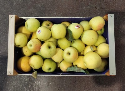 Foto Mele Golden Calibro 75+ Origine Italia Marchio  Agricola  Gloria 3