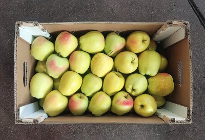 Foto Mele Golden Origine Italia Marchio   Ovs 3