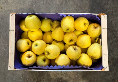 Foto Mele Golden Calibro 80/90 Lavorazione In Cassa Di Legno Origine Italia Marchio Marocca          3