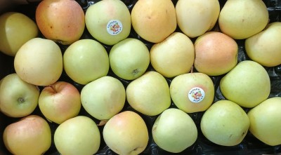 Foto Mele Golden Calibro 75+ Origine Italia Marchio Melabuona  2