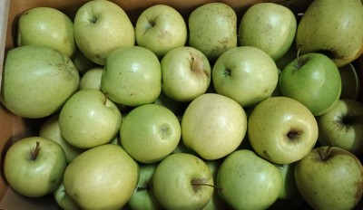 Foto Mele Golden Calibro 75+ Origine Italia Marchio Alegra               2