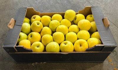 Foto Golden Calibro 75/80 Origine Italia Marchio Alegra 1