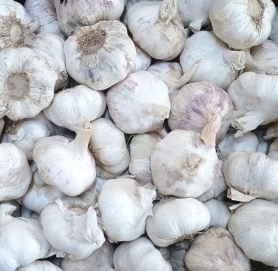 Foto Aglio Cartone da 10 Kg Origine Egitto Marchio Ajos   2