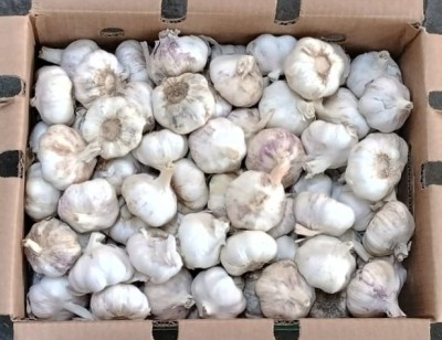 Foto Aglio Cartone da 10 Kg Origine Egitto Marchio Ajos   3