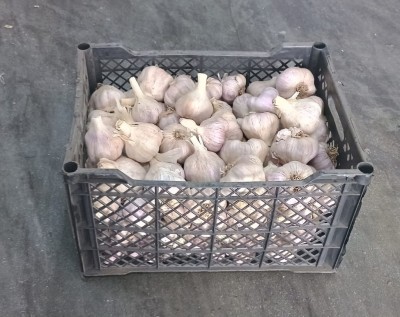 Foto Aglio Fresco Origine Egitto Marchio La Primavera 1