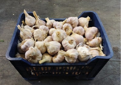 Foto Aglio Lavorazione in Cassa da 10 Kg Origine Spagna Marchio El Pilar 1