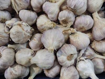 Foto Aglio Lavorazione in Cassa da 10 Kg Origine Spagna Marchio El Pilar 2