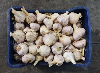 Foto Aglio Lavorazione in Cassa da 10 Kg Origine Spagna Marchio El Pilar 3