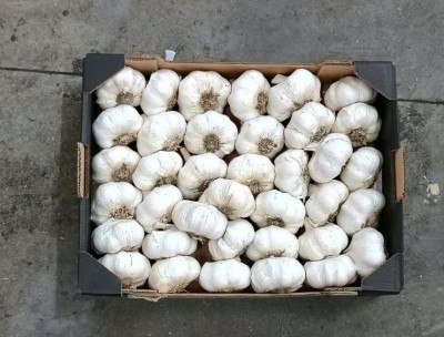 Foto Aglio Bianco Confezione Da 3 Kg Origine Italia Marchio Rossi  1