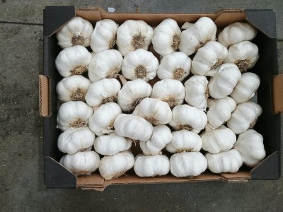 Foto Aglio Bianco Confezione Da 3 Kg Origine Italia Marchio Rossi  2