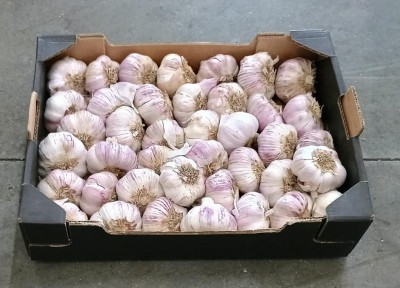 Foto Aglio Rosso Confezione Da 3 Kg Origine Argentina Marchio Rossi  1