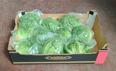 Foto Iceberg Origine Olanda Marchio Nero  1