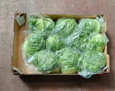 Foto Iceberg Origine Olanda Marchio Nero  3