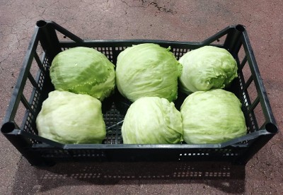 Foto Iceberg Origine Italia Marchio Alegra         1