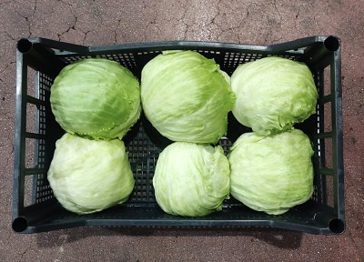 Foto Iceberg Origine Italia Marchio Alegra         2