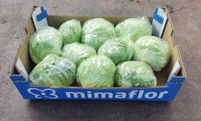 Foto Iceberg calibro 10 Origine Spagna Marchio Mimaflor            1